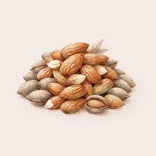 Amandes à l'aquarelle