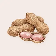 Arachide à l'aquarelle