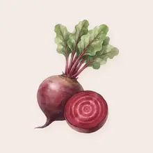 Betterave à l'aquarelle