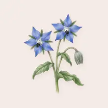 Bourrache à l'aquarelle