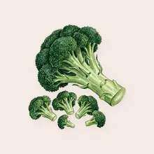 Brocoli à l'aquarelle