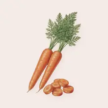 Carotte à l'aquarelle