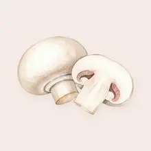 Champignon de Paris à l'aquarelle