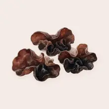 Champignon noir à l'aquarelle