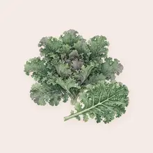 Chou kale à l'aquarelle