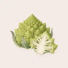 Chou romanesco à l'aquarelle