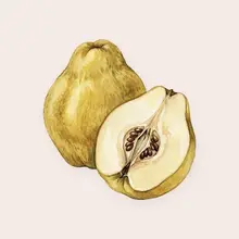 Coing à l'aquarelle