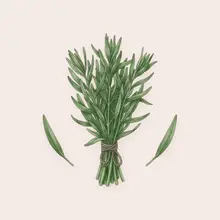 Estragon à l'aquarelle