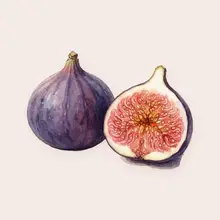 Figue à l'aquarelle