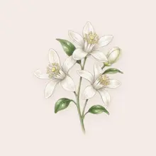 Fleur d'oranger à l'aquarelle