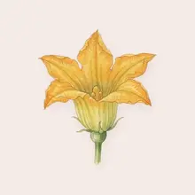 Fleur de courgette à l'aquarelle