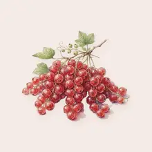 Groseilles à l'aquarelle