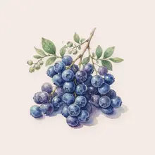 Myrtilles à l'aquarelle