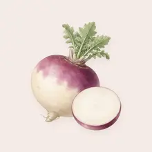 Navet à l'aquarelle