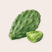 Nopal à l'aquarelle