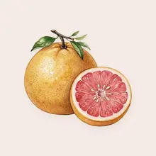Pamplemousse à l'aquarelle