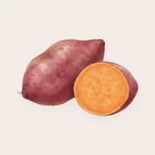 Patate douce à l'aquarelle