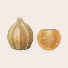 Physalis à l'aquarelle