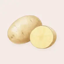 Pomme de terre à l'aquarelle