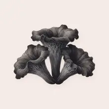 Trompette de la mort à l'aquarelle